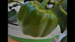 Pepper Growing Tips - A complete Guide to growing peppers