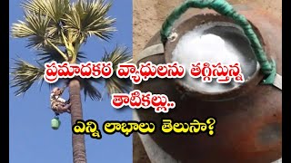 Amazing Health Benefits Of Palm Wine Details - ప్రమాదకర వ్యాధులను తగ్గిస్తున్న తాటికల్లు.. ఎన్ని ల