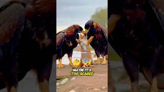 Booted eagle vs little fox #youtubeshorts #facts #wildanimalfacts #animals #shorts