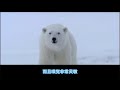 polar bears 北極熊 北極圈的王者