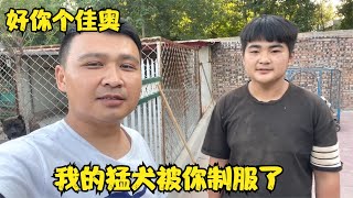 阿龙犬舍猛犬如虎，没想到佳奥上班第5天就能轻松驾驭，真厉害！