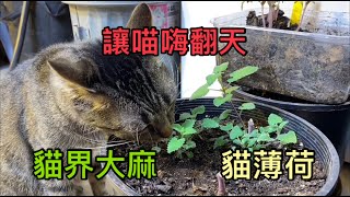 貓薄荷栽種Catnip Plant｜號稱貓界中的大麻 Meowijuana｜讓喵星人嗨翻天 Catnip High