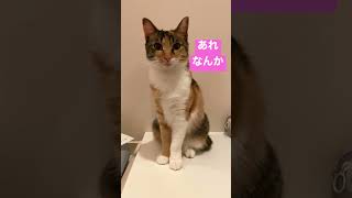 チビ猫様に催眠術をかけてみたら#shorts #short #shortvideo #cat #おもしろ #かわいい #かわいい猫 #猫 #催眠術