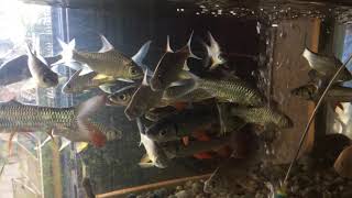 A school of Thailand golden kelah fish