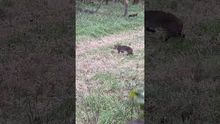 GIANT Bobcat on the Prowl while Hog Hunting #hunting