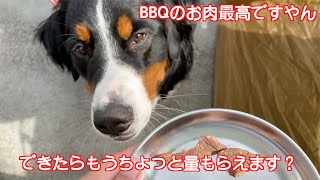 おうちバーベキューでお肉をもらって嬉しそうな　バーニーズマウンテンドッグ　 bernese mountain dog