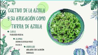 Video Cultivo de la Azolla Microphylla y sus aplicaciones