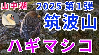 ２０２５年 筑波山 ハギマシコ＆山中湖 コブハクチョウ・ヒドリガモ・ユリカモメ・ルリビタキ・アトリ・ミソサザイ・シロハラ・ホオジロ・カシラダカ など… Z９＆Z６００ｆ/４ ４ｋ映像！