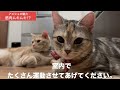 子猫の時から過ごしてわかったアメショーの魅力・特徴・飼い方