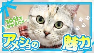 子猫の時から過ごしてわかったアメショーの魅力・特徴・飼い方