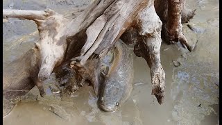 เหมาสระไล่จับปลาช่อน เจอฝูงปลามาหลายตัวจะจับยังไงให้หมด - Catching snakehead and mudfish