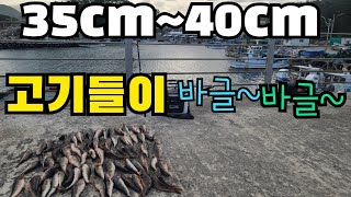 35cm~40cm 고기들이 바글~바글