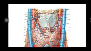 Superior thyroid artery