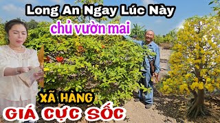 Thê Thảm Bất Ngờ Chủ Vườn Mai Ở Long An Đầu Năm Bán Mai Đẹp Giá Rẻ Bèo Vinh Cao Nguyên 