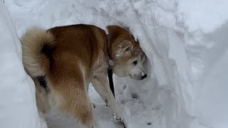 柴犬貴教！雪にハマる柴イッヌ！