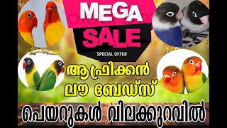 ആഫ്രിക്കൻ ലവ് ബേർഡ്‌സ് പെയറുകൾ വൻ വിലക്കുറവിൽ ...