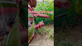 plucking the Brinjal// video28// @All_rounder361