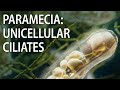 Paramecia: unicellular ciliates | microbes animation