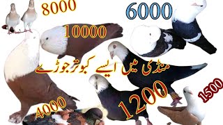 Kabootar Mandi main karbalai kabootar logoon ka Rash |Arshee |pigeons