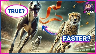 True or False? 25 Dog Trivia Questions - Dogs Quiz Game