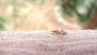 ホソヘリカメムシとお散歩　Take a walk with a bean bug (Riptortus clavatus)