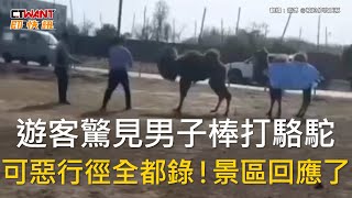 CTWANT 國際新聞 / 遊客驚見男子棒打駱駝　可惡行徑全都錄！景區回應了