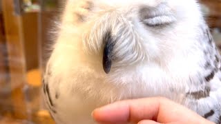 #247 Me and Snowy Owl Chattingシロフクロウとおしゃべり【Minty the Snowy Owl】【シロフクロウのミンティ】