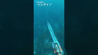 今日の突き　イシダイpart88#魚突き #突き #漁 #漁師 #spearfishing #水中銃