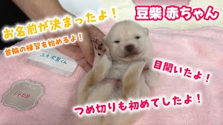 【豆柴犬】赤ちゃんのお名前報告と爪切りデビュー！【子犬と癒し】まめしば亭ブログvlog