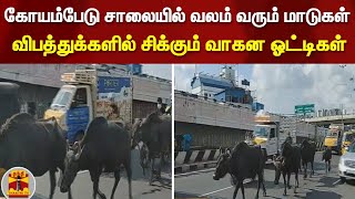 கோயம்பேடு சாலையில் வலம் வரும் மாடுகள் - விபத்துக்களில் சிக்கும் வாகன ஓட்டிகள்