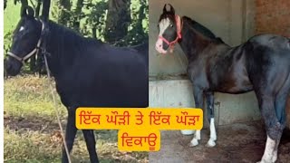 ਇੱਕ ਘੌੜੀ ਤੇ ਇੱਕ ਘੌੜਾ ਵਿਕਾਊ one mare and one horse for sale