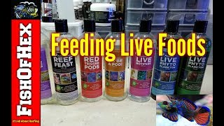 Feeding Live Foods \u0026 Preparing For A Mandarin Goby | 300 Gallon Reef