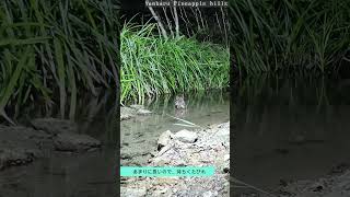 【七夕に長風呂】フクロウ動画・道の駅やんばるパイナップルの丘（観察棟）20240707 #shorts