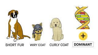 Dog Coat Traits Explained in 90 Seconds