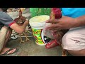 Mandikan Ayam Kesayangan Mau Di Tes | Ayam Bangkok