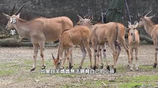 P77影片 動物的育幼行為 wmv