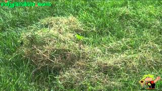 Mowing, rolling and fertilising the lawn