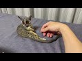 bushbaby plum s growth diary ショウガラゴ プラムの成長日記 438