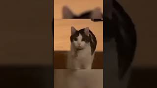 Funny and cute cats 🐈 episode 65 #shorts