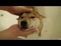 柴犬だいふくのお風呂大好き daifuku s bath time2