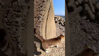 猫駆け寄ってきた駆け寄ってきた#感動猫動画 #野良猫 #Cat #猫 #猫動画 #猫島 #shorts