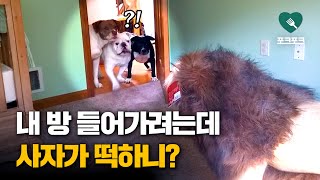 제 방에 들어가다가 사자 만난 강아지들의 반응