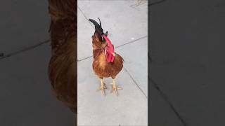 Amazing Rooster Crowing Sound | Adorable Rooster Crowing Loudly 🐓 #shorts