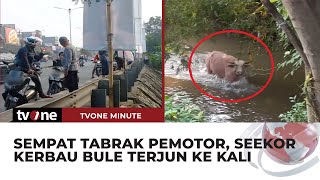 Tak Mau Disembelih, Seekor Kerbau Bule Pilih Nyemplung ke Kali | tvOne Minute