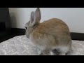 リラックスするうさぎ a rabbit is relaxed vol.485