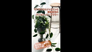 夏の寄せ植えは室内で楽しむ♡マダガスカルジャスミンと観葉植物のブリコラージュフラワー #寄せ植え #教室 #大阪市 #ベランダガーデニング  #ベランダガーデン #園芸 #インドアグリーン #観葉植物