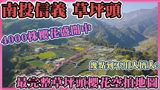 2021 南投信義草坪頭櫻花季 I 八重櫻、山櫻花、粉紅吉野櫻、李花同時盛開 I 最完整的草坪頭櫻花空拍地圖 I 幾點抵達不用人擠人? I 草坪頭交通指南