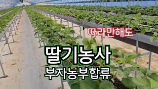 219)따라만해도 부자농부 그린톡톡 딸기농법 고수의 비법을 전수합니다.#부자농부#딸기농사#그린톡톡