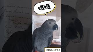 灰鸚鵡小灰寶貝說：小媽媽媽🥰#小灰寶貝parrot #灰鸚鵡愛說話 #灰鸚鵡愛講話 #灰鸚鵡小灰 #灰鸚鵡小灰寶貝