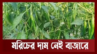 জামালপুরে মরিচের ফলন ভাল হলেও লোকসানের আশঙ্কা | News | Ekattor TV